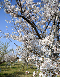 写真:ラブリバー公園