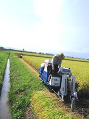 写真:稲刈り