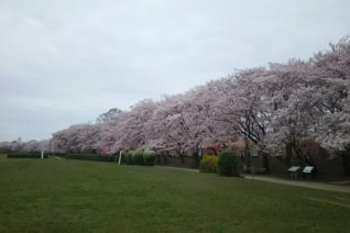 写真： 宮川堤の桜1（早朝）