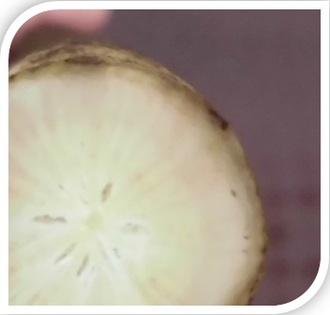 写真:断面は白みがかった茶色