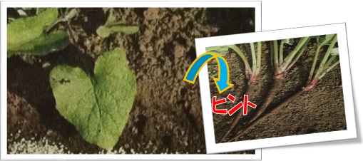 画像:緑色の葉、根が紫色