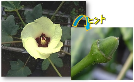 写真:黄色味の花