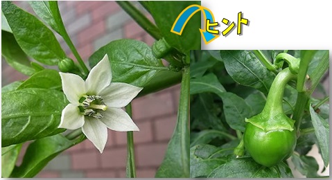 写真:白い花、丸い実