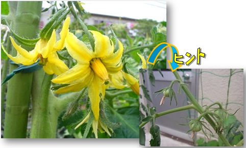 写真:黄色の花