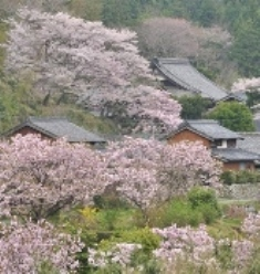写真:里山に咲く横輪桜