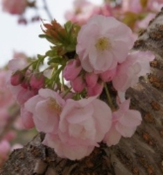 写真:横輪桜アップ