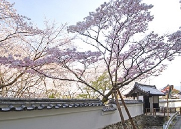 写真:市の木