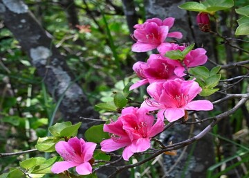 写真:市の花