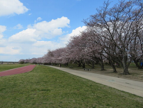 桜写真